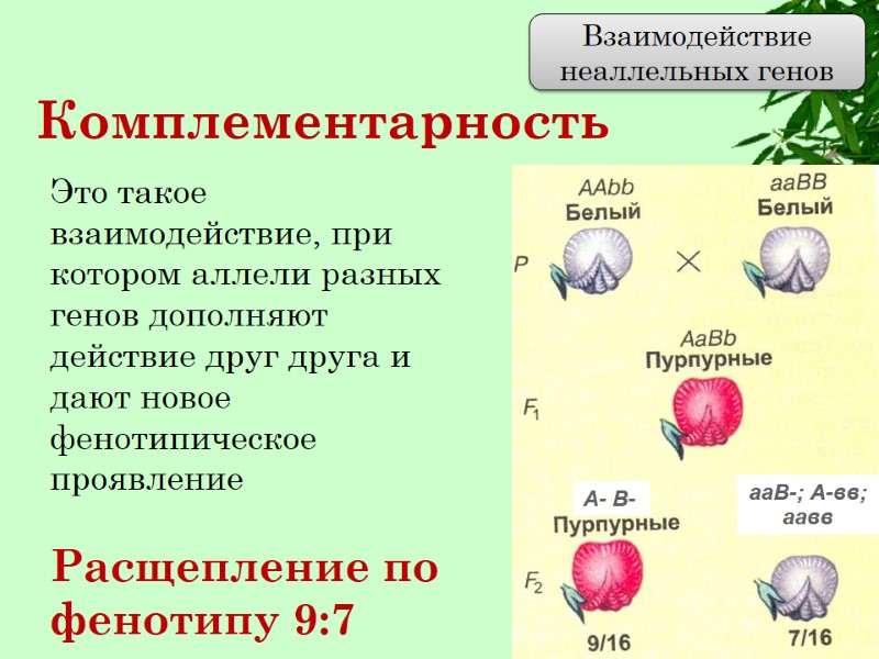 Комплементарность Взаимодействие неаллельных генов Это такое взаимодействие, при котором аллели разных генов дополняют действие